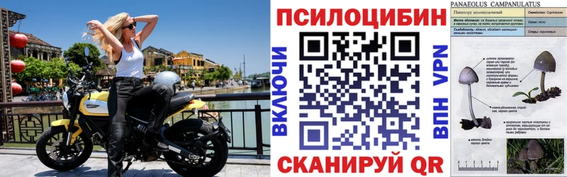 купить   Махачкала  Галлюциногенные грибы мицелий 